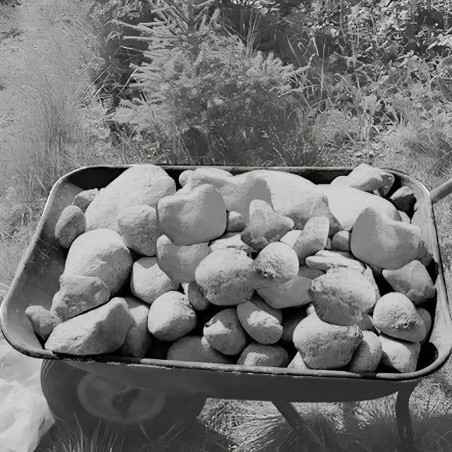 BOLONES CARRETILLA