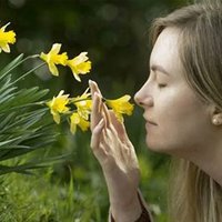 Aromatizantes